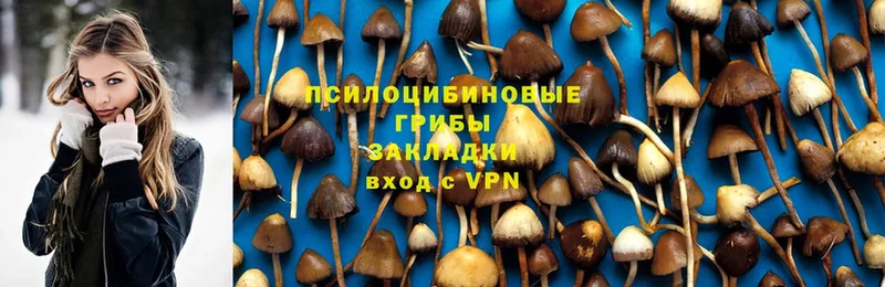 Псилоцибиновые грибы GOLDEN TEACHER  продажа наркотиков  Динская 